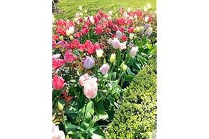 LONDON ORCHID COMPANY 30 Bulbs of Tulip (Mixed Varieties) Includes Postage