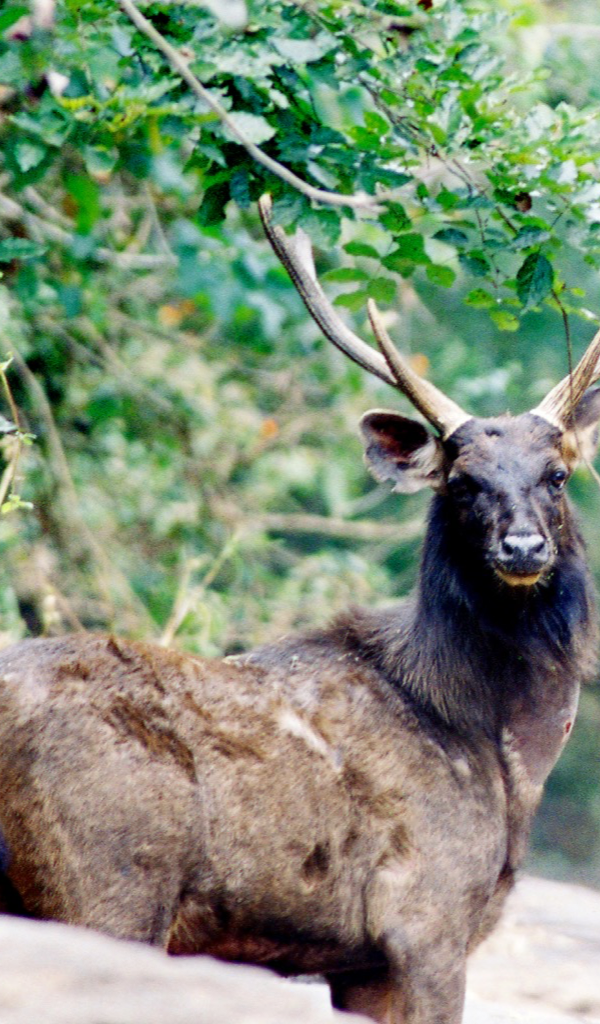 deer antler Wallpaper – HD Wallpapers of deer antlers! : Amazon.co.uk