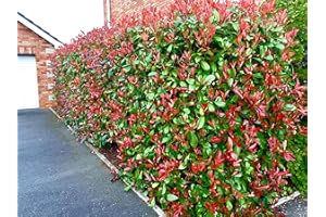 10 Photinia Red Robin Hedging 25-40cm Evergreen Plants Supplied in 10cm Pots by Sunnyside Nurseries