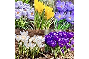 Woodland bulbs® 25 x Mixed Crocus Bulbs - Spring Flowering Bulbs -Snowdrops-Bluebells-Aconites-Wild Daffodils-Wild Garlic-Crocus-Fritillaria-Iris-Anemone (Free UK P&P)