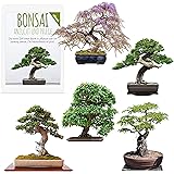 Exotische Bonsai Samen mit hoher Keimrate - Pflanzen Samen Set für deinen eigenen Bonsai Baum (5er Set inkl. GRATIS eBook)