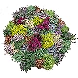 Steingarten Stauden Mischung, verschiedene winterharte Stauden, je im 12cm Topf (12 Planzen)