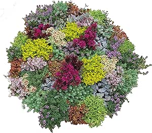 Steingarten Stauden Mischung, verschiedene winterharte Stauden, je im 12cm Topf (12 Planzen)