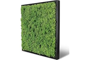 naturewalls Moosbild Islandmoos - Pflanzenbild Vollholz-Rahmen - XXL - Schwarz | 55 x 55 cm