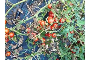 GHINO DI TACCO SEMI POMODORO CILIEGINO NANO-NOVITA'!!!!-