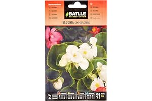 Semillas Batlle Begonia SEMPERFLORENS