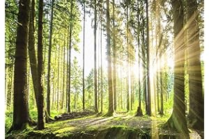 decomonkey Photo Wallpaper Forest 350 x 256 cm - Landscape Nature Trees Sun Wall Mural Home Decoration Non-Woven Murals Wall Art Modern Design Art Print Wood Bedroom Living Room Green Brown