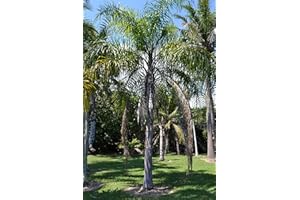 TU PROPIO JARDÍN 3 Semillas de Palmera Coco plumoso (arecastrum romanzoffianum)