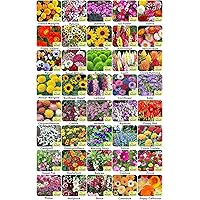 Aero Seeds 40 Varieties of Flower 2050+ Seeds Combo For Your Garden Beautiful Bloom Germination Seeds.