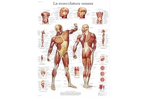 3B Scientific Poster la Muscolatura Umana