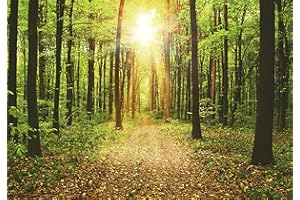 decomonkey Fototapete Wald 300x210 cm XXL Tapete Fototapeten Vlies Tapeten Vliestapete Wandtapete moderne Wand Wandbild Schlafzimmer Wohnzimmer Landschaft Baum