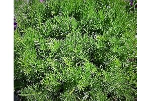 CORNWALL PLANTS Lawn Chamomile/Tea Chamomile Highly Scented Evergreen Hardy CULTIVAR. This is The Non Flowering CULTIVAR Grown for ITS Strength and Tea Capabilities in 7CM Pot