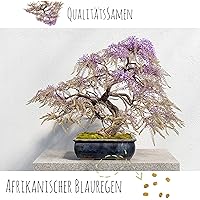 Exotische Bonsai Samen mit hoher Keimrate - Pflanzen Samen Set für deinen eigenen Bonsai Baum (1x Afrikanischer…