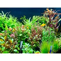 glass hanging planter Syndicate Home & Garden Dodecahedron Geometric Hanging Terrarium