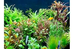 GENERISCH Daxton-Plant - 10 Bund Wasserpflanzen Mix - Aquarim - Pflanzen - gegen Algen - 10 Bund Pflanzen