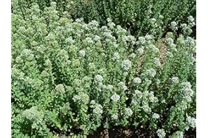 PAGANO DOMENICO E FIGLI SEMENTI DAL 1954 ORIGANO NR.300 SEMI