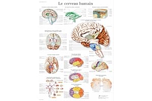 3B Scientific – Laminé Cerveau Humain Affiche – Poster d’Anatomie Protégé contre UV et Poussière pour Étude, Enseignement et Cliniques