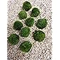 Aquatic Arts 10 Marimo Moos Kugeln 2,5 cm Mooskugeln
