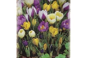 Blumenhandel Ullrich 100 Botanische gemischte Krokusse Blumenzwiebeln Crocus krokus
