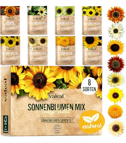 Sonnenblume Farbenpracht Sonnenblumen Mischung mehrstielige Sonnenblume  Saatgut fr ca. 30 Pfl. Sonnenblumenkerne : Amazon.de: Garten