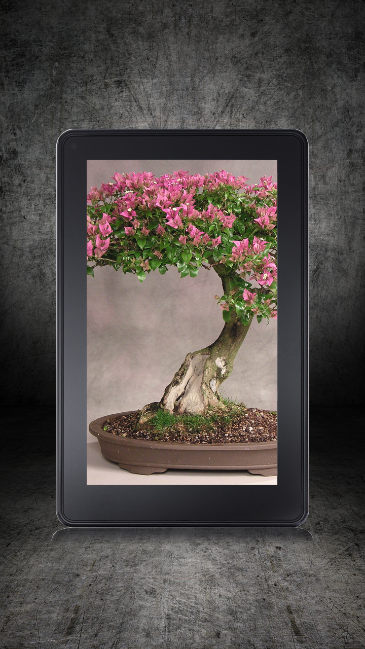Bonsai Trees Amazon.co.uk Appstore for Android