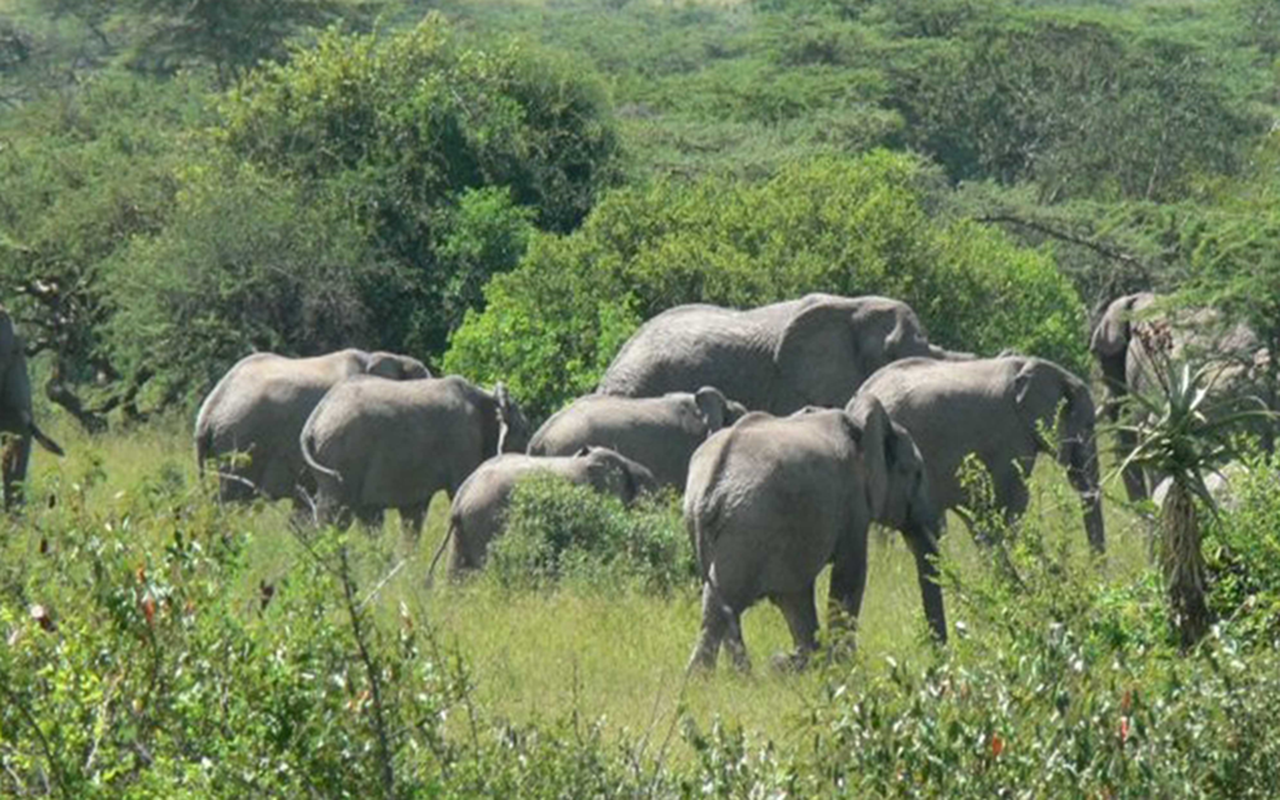 All About Elephants Amazon.co.uk Appstore for Android