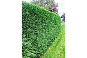 10 Green Leylandii Hedging Evergreen Conifer Plants Fast Growing Shrubs 40-60cm Potted Sunnyside Nurseries