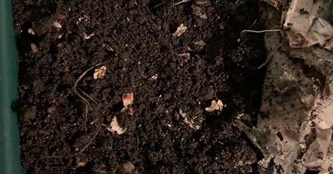 Vermihut Plus Komposteimer Mit 5 Fachern Einfacher Aufbau Und Nachhaltiges Design Amazon De Garten