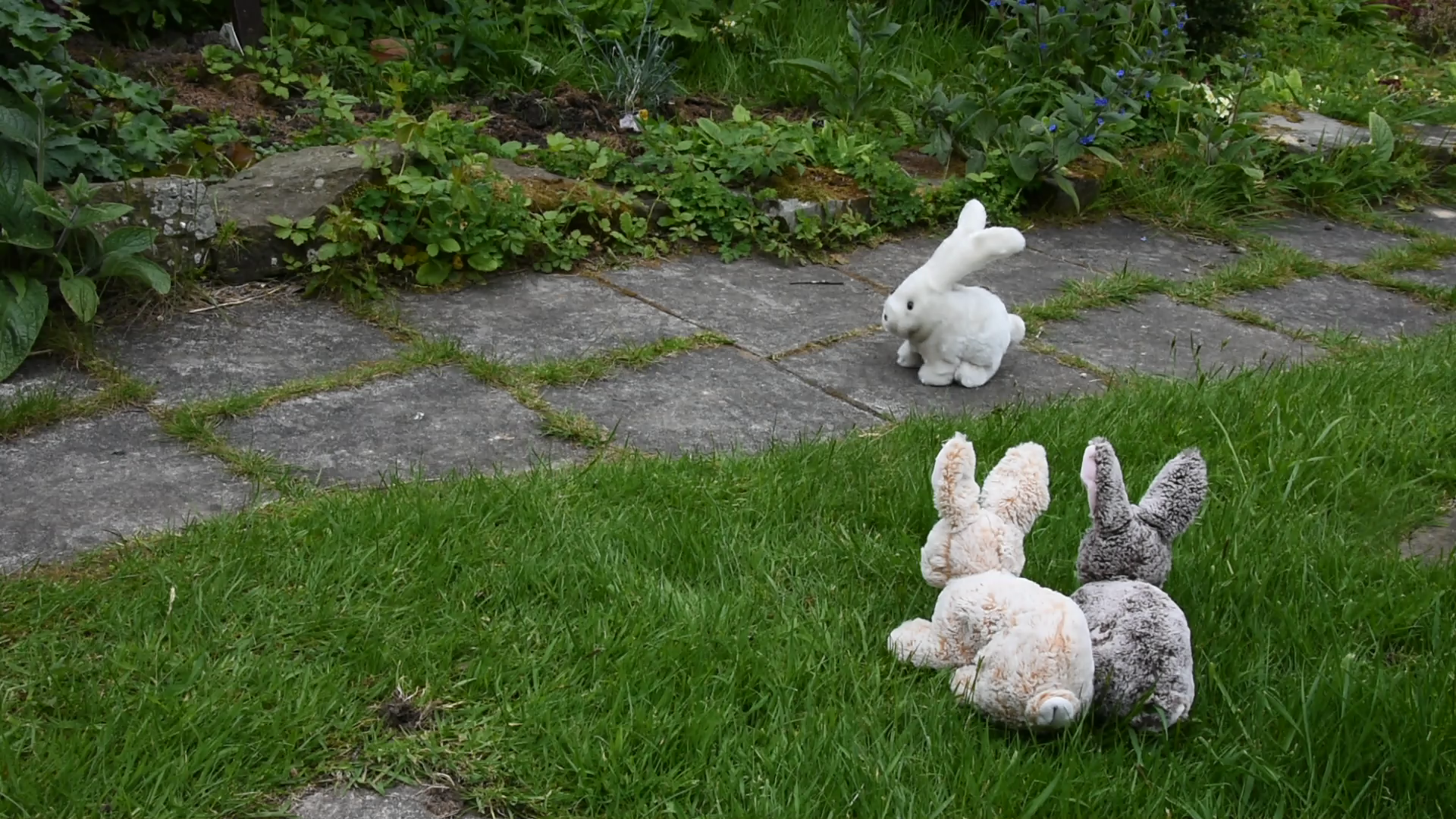 tobar walking westie