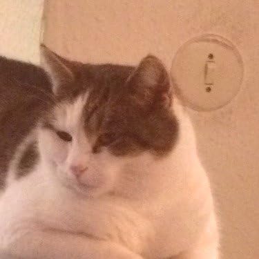 Kater profile picture