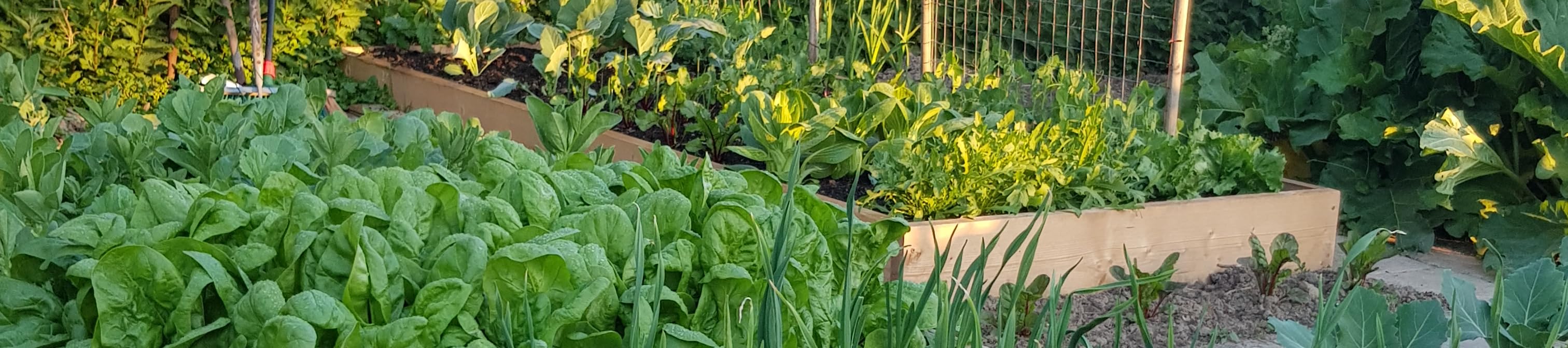 Die Amazon Seite von Zurück zum Garten