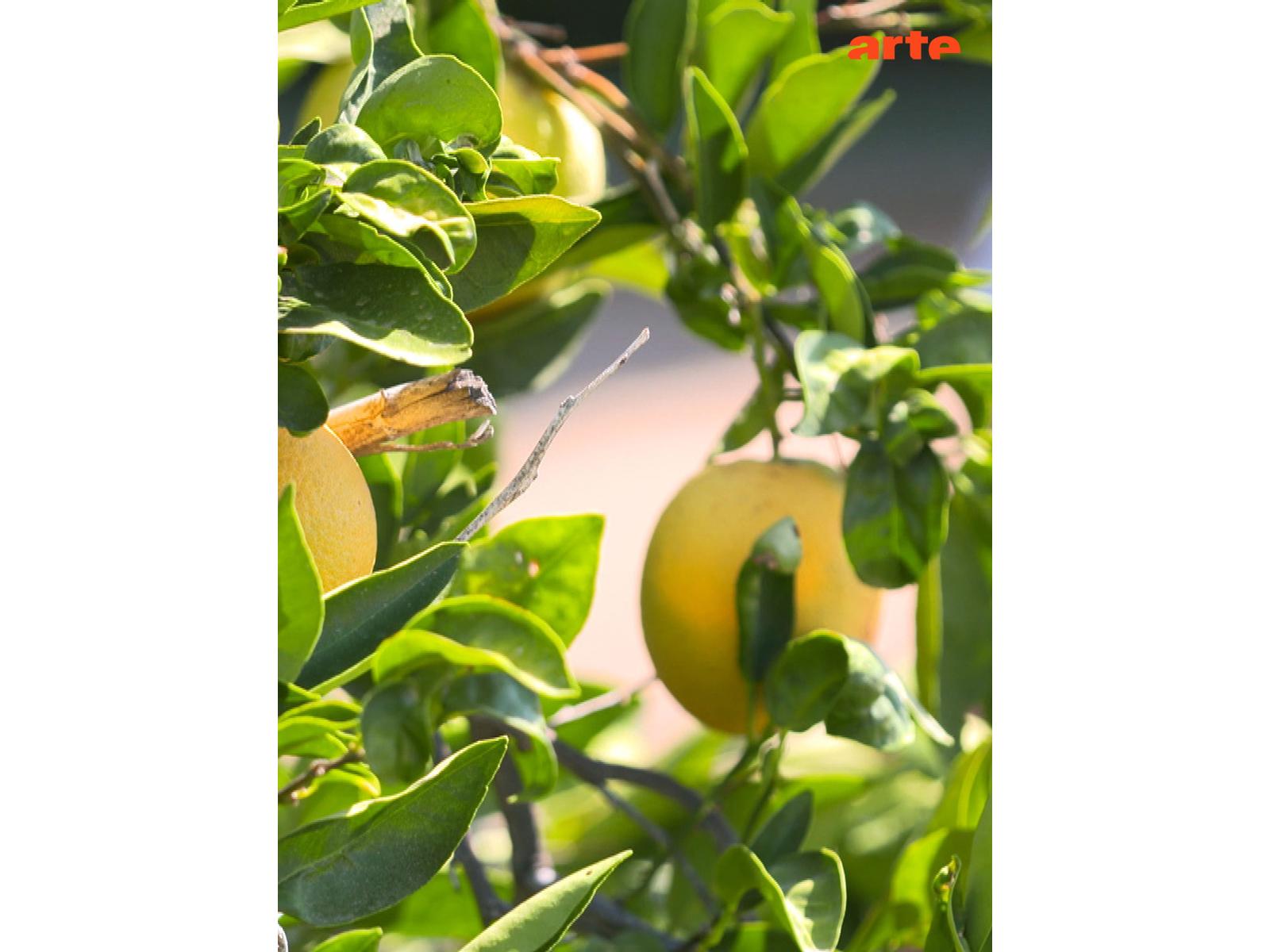 Prime Video Invitation au voyage Émile Zola à Lourdes / Turquie