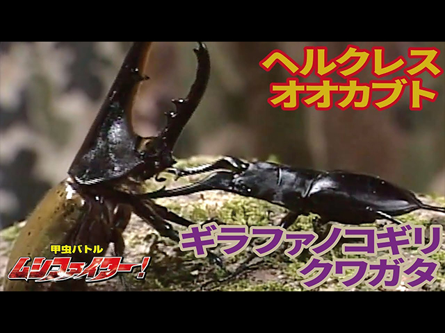 クワガタ、カブト バトル用土俵 【公式通販】 クワガタ、カブト バトル用土俵 【公式通販】