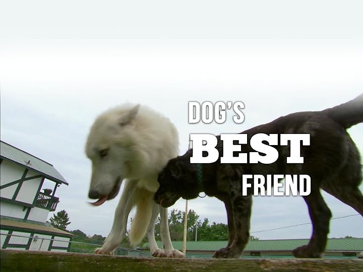 Prime Video Dog s Best Friend Season 1