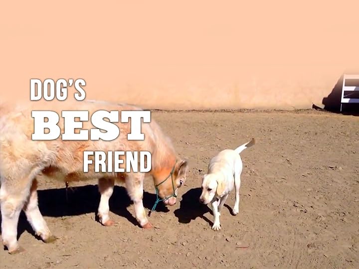 Prime Video Dog s Best Friend Season 1
