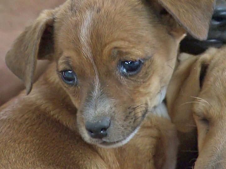 Prime Video Animal Cops Phoenix Season 20