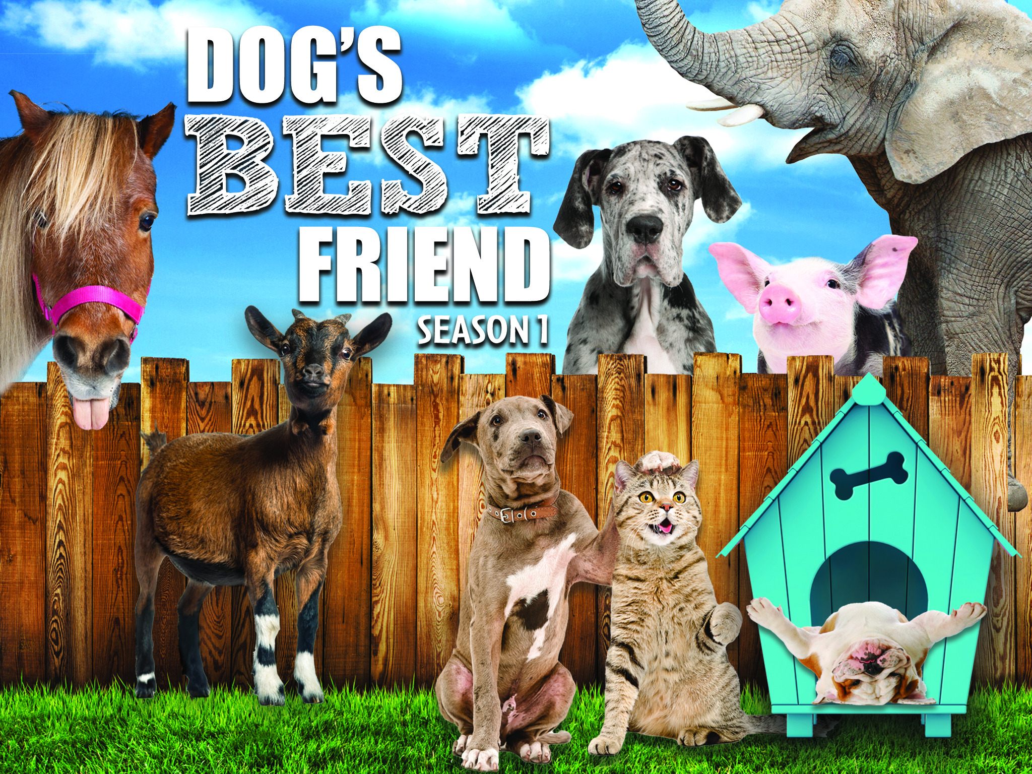 Prime Video Dog s Best Friend Season 1