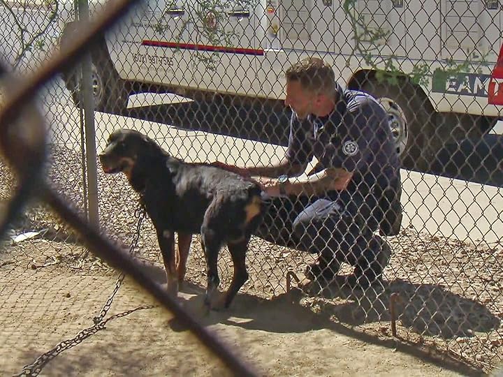 Prime Video Animal Cops Phoenix Season 20