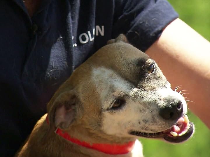 Prime Video Animal Cops Phoenix Season 20