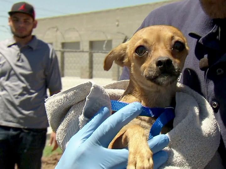 Prime Video Animal Cops Phoenix Season 20