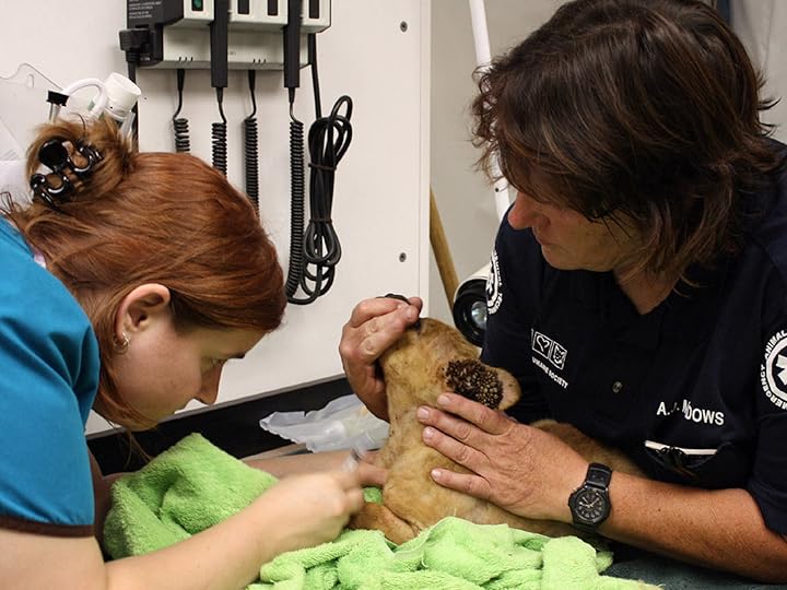 Prime Video Animal Cops Phoenix Season 3