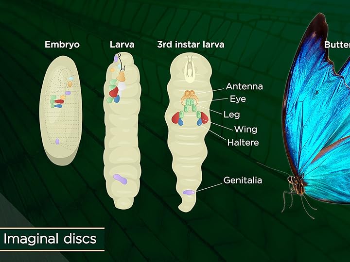 Prime Video Why Insects Matter Earth’s Most Essential Species