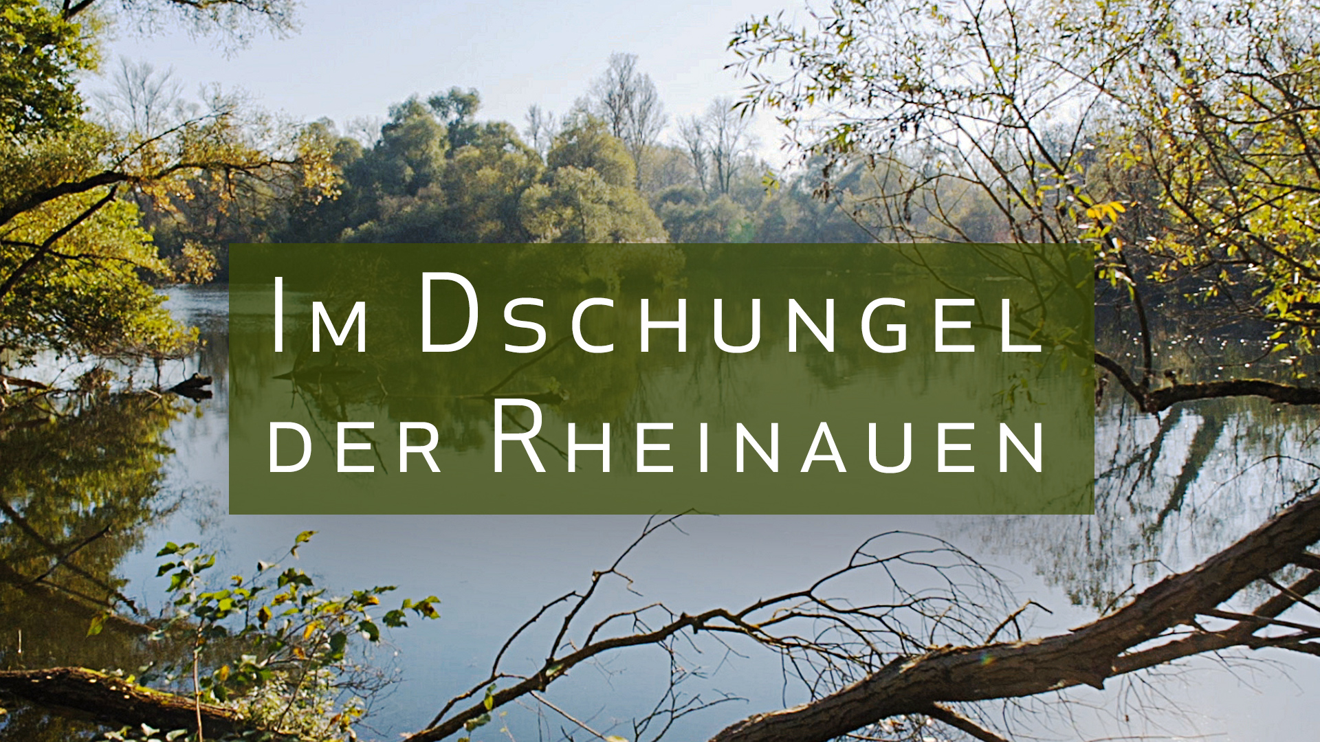 Amazon De Der Harz Dunkler Wald Und Lichte Hohen Ansehen Prime Video