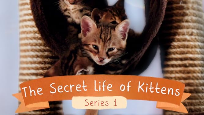 the secret life of kittens